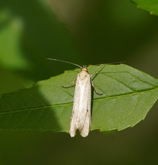 Philobota protecta