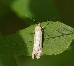 Philobota protecta