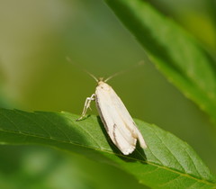 Philobota protecta