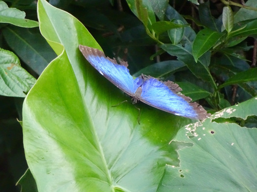 Common Morpho photo 4