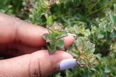 Osteospermum polygaloides