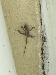 Anolis schwartzi