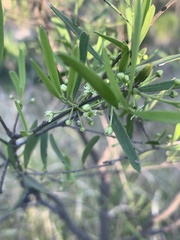 Denhamia cunninghamii