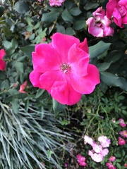 Rosa