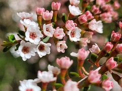 Thryptomene calycina
