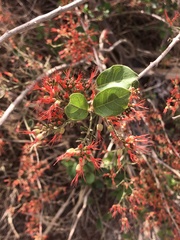 Combretum microphyllum