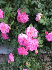 Rosa