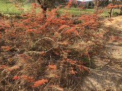 Combretum microphyllum