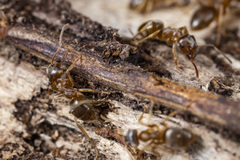Lasius pallitarsis