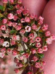 Thryptomene calycina