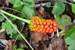 Arisaema amurense