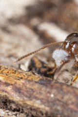 Lasius pallitarsis