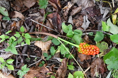 Arisaema amurense