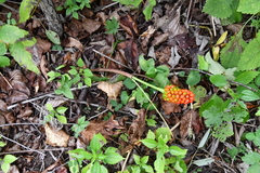 Arisaema amurense