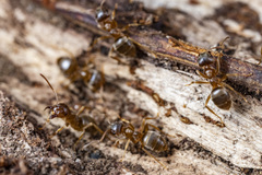 Lasius pallitarsis