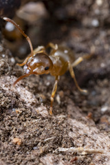 Lasius pallitarsis