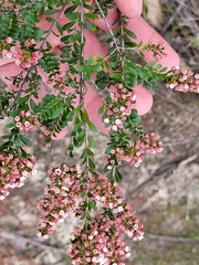 Thryptomene calycina