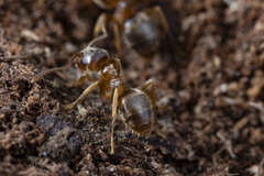 Lasius pallitarsis