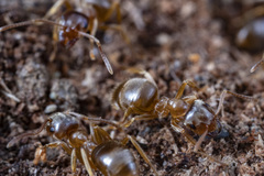 Lasius pallitarsis