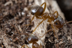 Lasius pallitarsis