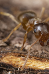 Lasius pallitarsis