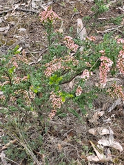 Thryptomene calycina