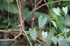 Zehneria cunninghamii