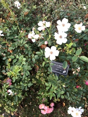 Rosa