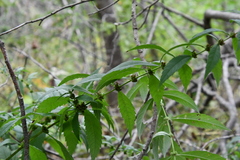 Lycopus charkeviczii