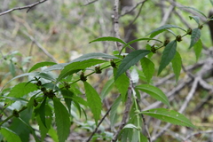 Lycopus charkeviczii