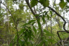 Lycopus charkeviczii