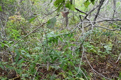 Lycopus charkeviczii