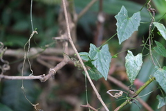 Zehneria cunninghamii