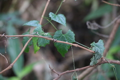 Zehneria cunninghamii