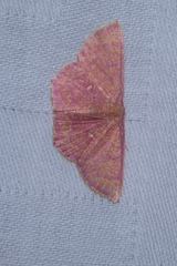 Chrysocraspeda miniosa