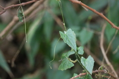 Zehneria cunninghamii