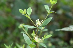 Pimelea gigandra