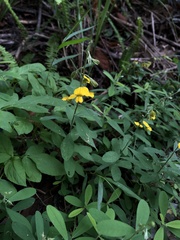 Crotalaria albida