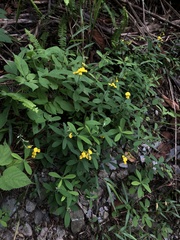Crotalaria albida