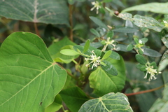Pimelea gigandra