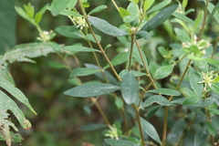 Pimelea gigandra