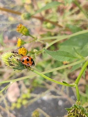 Coccinella septempunctata