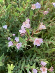 Lobostemon glaucophyllus