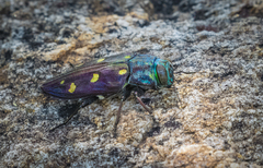 Chrysobothris gemmata