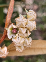 Lasiopetalum macrophyllum