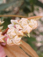 Lasiopetalum macrophyllum