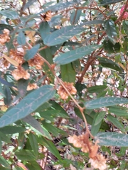 Lasiopetalum macrophyllum