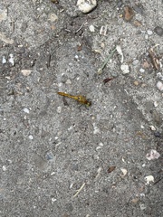 Sympetrum sanguineum