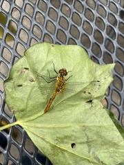 Sympetrum sanguineum