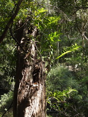 Freycinetia scandens
